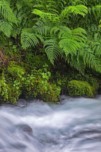 Jones, Adam 아티스트의 Ferns along cascade-Columbia River Gorge National Scenic Area-Oregon작품입니다.